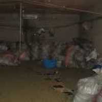 NACOC seizes 2.3 tonnes of suspected cannabis valued at GH¢1.18 million in Hohoe operation